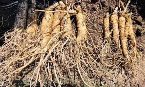 黄豆红枣核桃仁枸杞能一起打豆浆吗-黄豆核桃红枣枸杞豆浆的功效与作用、黄豆枸杞核桃仁红枣的功效和作用 -黄豆枸杞核桃仁红枣的功效网