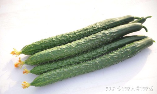 黄豆红枣核桃仁枸杞能一起打豆浆吗-黄豆核桃红枣枸杞豆浆的功效与作用、黄豆枸杞核桃仁红枣的功效和作用 -黄豆枸杞核桃仁红枣的功效网