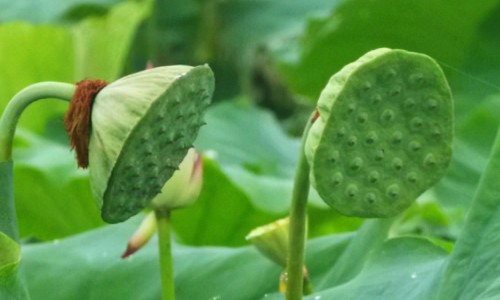 黄豆核桃红枣枸杞豆浆的功效与作用、黄豆枸杞核桃仁红枣的功效和作用 -黄豆枸杞核桃仁红枣的功效网